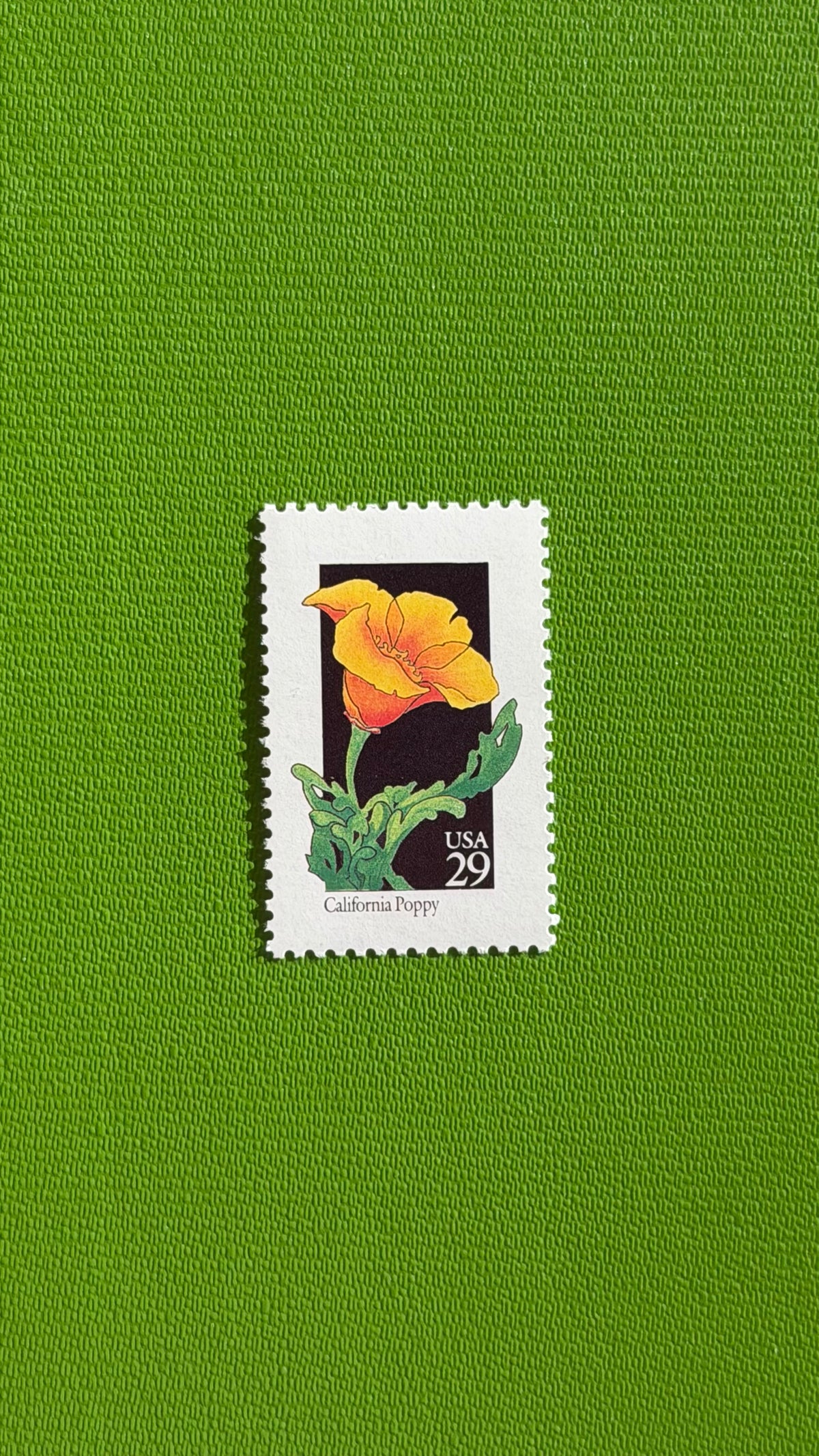 California Poppy - America